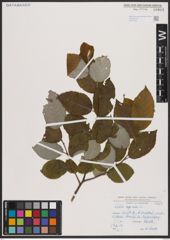 Foto von Salix caprea L.